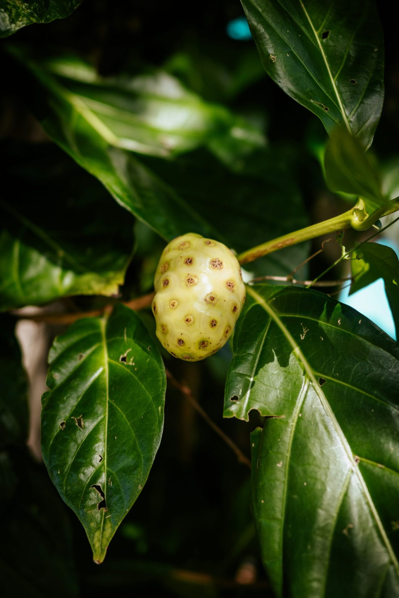 noni